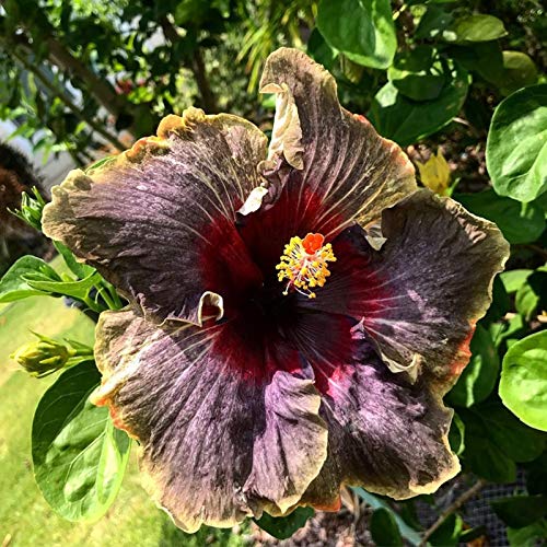 Benoon Hibiskus-Samen, 100 Stück/Beutel Hibiskus-Samen Schnelle Keimung Einfach Zu Pflanzen Frische Hibiskus-Topf-Samen Für Den Garten Hibiskussamen von Benoon