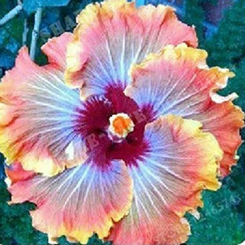 Benoon Hibiskus-Samen, 50 Stück/Beutel Hibiskus-Samen Tropische Blume Home Decor Mehrjährige Topf-Bonsai-Pflanzensamen Für Den Garten Hibiskussamen von Benoon