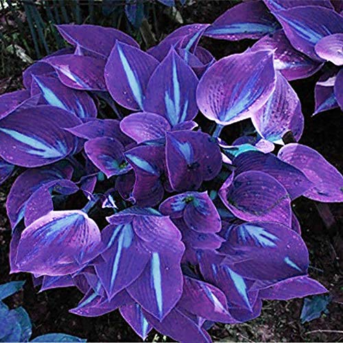 Benoon Hosta Seeds, 1 Beutel Hosta Seeds Aesthetic Easy Grow 3 Farben Natürliche Blumensamen Für Den Garten Lila-Weiß Hosta Samen von Benoon