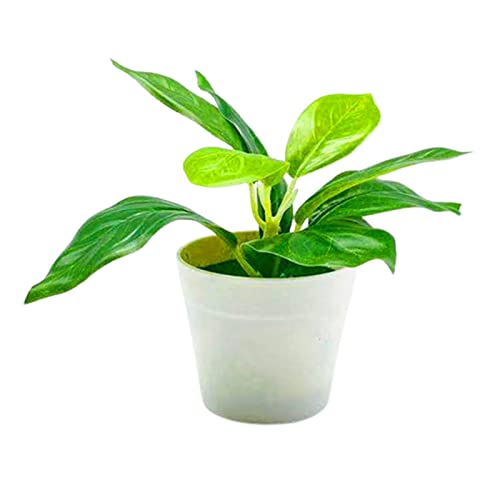 Benoon Künstliche Topfpflanze Kunststoff Imitative Bonsai Pflanzen für Zuhause Fake Bonsai für Garten von Benoon