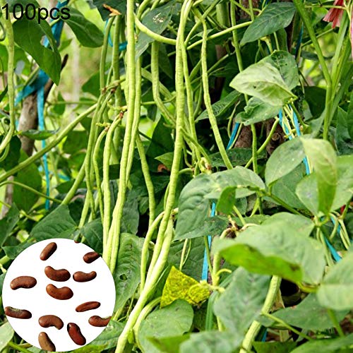 Benoon Langbohnensamen, 100 Stück/Beutelsamen Umweltfreundliche Vollkorn-Mini-Gartensamen Ohne GVO Für Den Garten Lange Bohnen Samen von Benoon