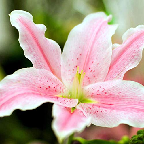 Benoon Lily Bulbs Seeds, 200 Stück/Beutel Lily Bulbs Seeds Evergreen Einfach Zu Pflanzen Schnell Wachsende Attraktive Bonsai Garden Flower Seeds Für Den Balkon 2 von Benoon