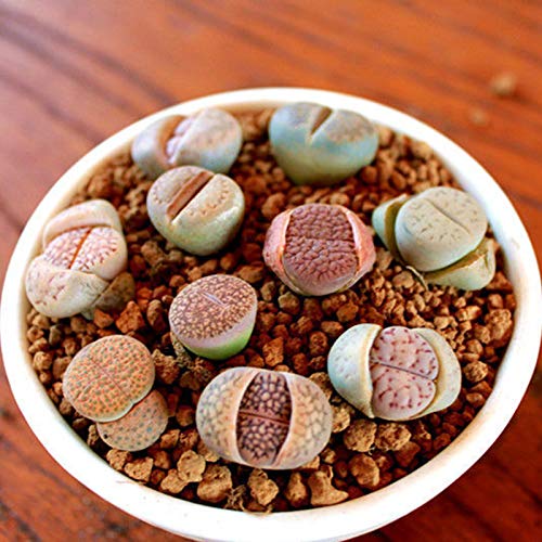 Benoon Lithops Samen, 100 Stück/Beutel Lithops Samen Robust, Einfach Zu Züchten Frische Lithops Cactus Succulents Samen Für Den Innenbereich Lithops Samen von Benoon