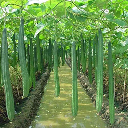 Benoon Luffa Seeds, 100 Stück/Beutel Luffa Seeds Non GMO Einfach Zu Pflanzen Frisch Schön Indoor Outdoor Gemüsesamen Für Zu Hause Samen von Benoon