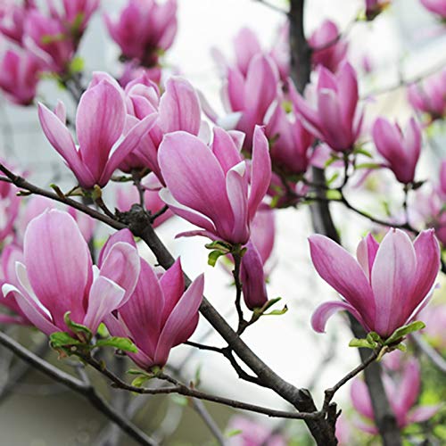 Benoon Magnoliaceae Samen, 20 Stück/Beutelsamen Natürliche Pflanzung Mini Dekorative Blumensamen Für Den Garten Magnoliensamen von Benoon