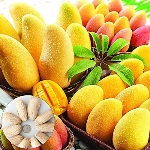 Benoon Mango-Baumsamen, 10 Stück/Beutel Mango-Baumsamen Nahrhafte Produktive Köstliche Früchte Essbare Obstpflanzensämlinge Für Den Garten Mangosamen von Benoon