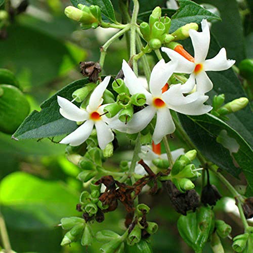 Benoon Nyctanthes Arbor-Tristis Blumensamen 20 Stück/Beutel Korallen Jasminsamen Kältebeständig Laub Laub Immergrün Gute Ernte Nyctanthes Arbor Tristis Samen Für Hof Samen von Benoon