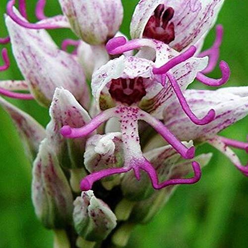 Benoon Orchis Italica Seeds, 100 Stück/Beutel Orchis Italica Seeds Blüte Attraktive Pflegeleichte Schwere Bewässerung Blumensamen Für Den Außenbereich Saat von Benoon