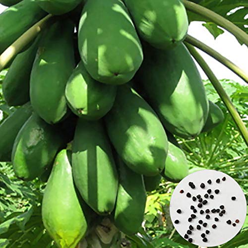 Benoon Papaya-Samen, 8 Stück/Beutel Papaya-Samen Kalte Intolerante Sukkulenten Langlebige Papaya-Fruchtsamen Für Obstgärten Papayasamen von Benoon