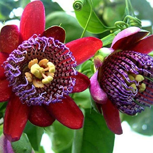 Benoon Passiflora Caerulea Samen, 50 Stück/Beutel Blumensamen Schöne Produktive Umweltfreundliche Ausgezeichnete Ausgezeichnete Passiflora Caerulea Samen Zum Pflanzen rot Passionsblumensamen von Benoon