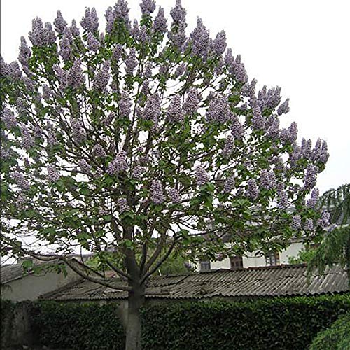 Benoon Paulownia Imperialis Baum, 100 Stück/Beutel Paulownia Imperialis Samen Schöne Frische, Glockenförmige Blumen Schnell Wachsende Baumsamen Für Den Außenbereich Samen von Benoon