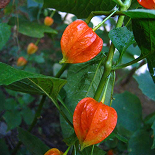 Benoon Physalis Pruinosa Samen, 60 Stück/Beutel Physalis Pruinosa Samen Seltene Laternenform Rustikale Natürliche Kräuterpflanzensamen Für Den Garten rot Physalis Pruinosa Samen von Benoon