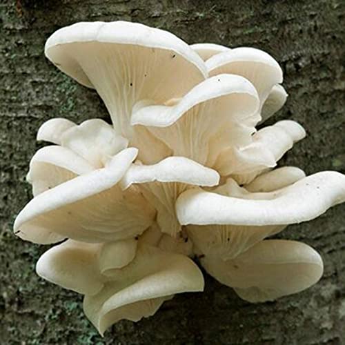 Benoon Pilzsamen, 100 Stück/Beutel Pearl Oyster Mushroom Seeds Non GMO Gute Ernte White Basement Umweltfreundliche Agaricus-Samen Für Den Hof Samen von Benoon