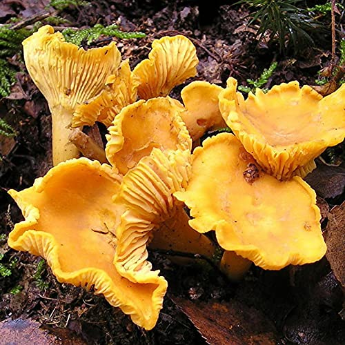 Benoon Pilzsamen 10 Stück/Beutel Cantharellus Cibarius Samen Wundervoller Teilschatten Prolific Easy Plant Für Balkon Samen von Benoon