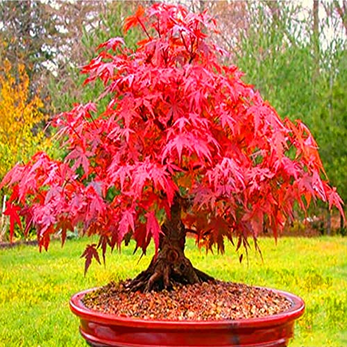 Benoon Red Maple Seeds 50 Stück/Beutel Red Maple Seeds Attraktive Verschönernde Stauden Balkon Yard Tree Plants Seeds For Garden Roter Ahornbaum Samen von Benoon