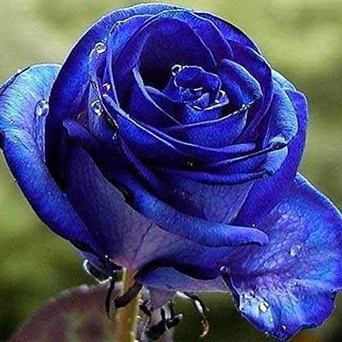 Benoon Rosenblumensamen, Blue Black Rose Seeds, 1 Beutel Blue Black Rose Seeds Nicht Gentechnisch Veränderte Produktive Kleine Topfrosenblumensamen Für Den Garten Blau Schwarz Rosensamen von Benoon