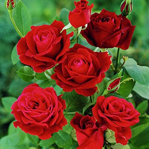 Benoon Rosensamen, 100 Stück/Beutel Rosensamen Reichhaltiger Duft Polyantha Flower Red Bloom Hausgarten-Sämlinge Für Den Rasen Rosensamen von Benoon