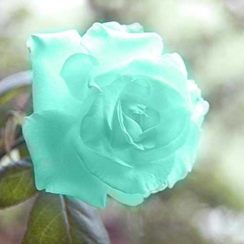 Benoon Rosensamen, 100 Stück/Beutel Rosensamen Süß Einfach Zu Pflanzen Grüne Mehrjährige Pflanze Bonsai Rose Blumen Samen Für Den Garten Blaue Rosensamen von Benoon