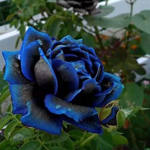 Benoon Rosensamen, 20 Stück/Beutel Rosensamen Süß Einfach Zu Pflanzen Blau Mehrjährige Pflanze Bonsai Blumen Samen Für Den Garten 20 Stück Blue Rose Seeds von Benoon