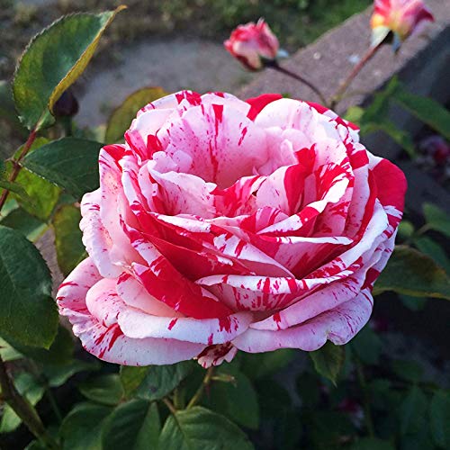 Benoon Rosensamen ， 100 Stück/Beutel Rosensamen Duftende Blütenpflanzen Hybride Farbe Seltene Topf-Gartensämlinge Für Parterre Rosensamen von Benoon
