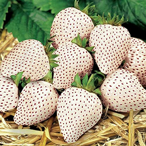 Benoon Samen 100 Stück Erdbeersamen Sweet Yummy Delicious White Strawberry Fragaria Samen Für Den Haushalt Samen von Benoon