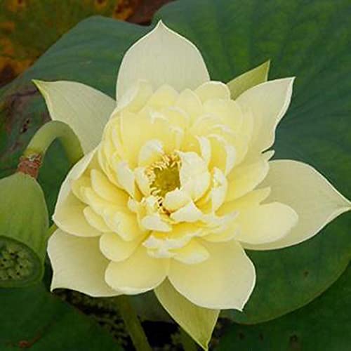 Benoon Samen 20 Stück/Beutel Lotus-Samen Leicht Zu Pflanzende Blütenpflanzen Lebensfähige Indoor-Outdoor-Aussaat Bonsai-Samen Für Den Garten Gelb von Benoon