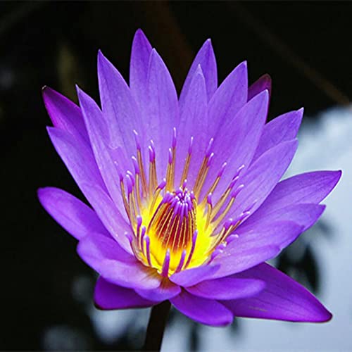 Benoon Samen 20 Stück/Beutel Lotus-Samen Leicht Zu Pflanzende Blütenpflanzen Lebensfähige Indoor-Outdoor-Aussaat Bonsai-Samen Für Den Garten Lila von Benoon