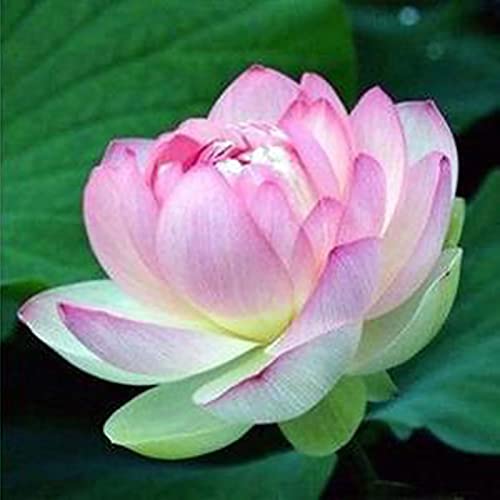 Benoon Samen 20 Stück/Beutel Lotus-Samen Leicht Zu Pflanzende Blütenpflanzen Lebensfähige Indoor-Outdoor-Aussaat Bonsai-Samen Für Den Garten Rosa von Benoon