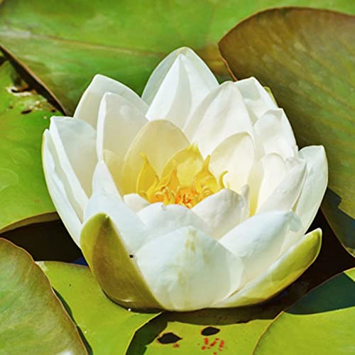 Benoon Samen 20 Stück/Beutel Lotus-Samen Leicht Zu Pflanzende Blütenpflanzen Lebensfähige Indoor-Outdoor-Aussaat Bonsai-Samen Für Den Garten Weiß von Benoon