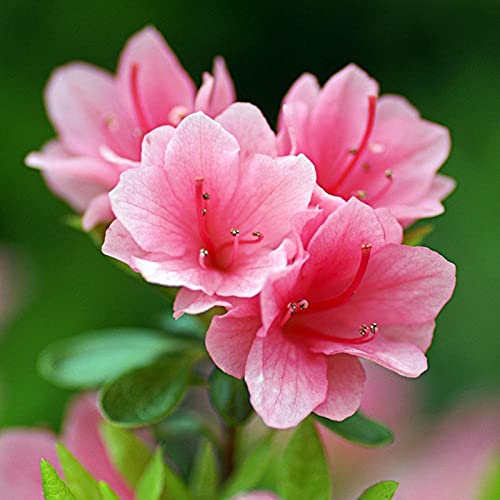 Benoon Samen 50 Stück/Beutel Rhododendron-Samen Einfaches Pflanzen Schnell Wachsende Immergrüne Strauch-Rosa-Blumen-Bonsai-Samen Für Parterre Rhododendronsamen von Benoon
