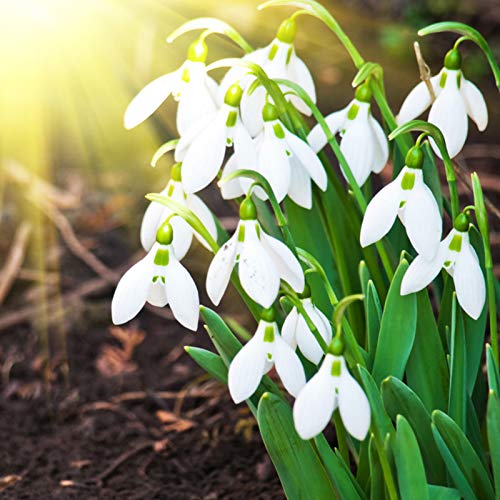 Benoon Schneeglöckchen Galanthus Samen, 200 Stück/Beutel Schneeglöckchen Galanthus Samen Lebensfähig Schnelles Wachstum Staude Gut Angepasste Duftende Blumen-Bonsai-Sämlinge Für Den Balkon Samen von Benoon