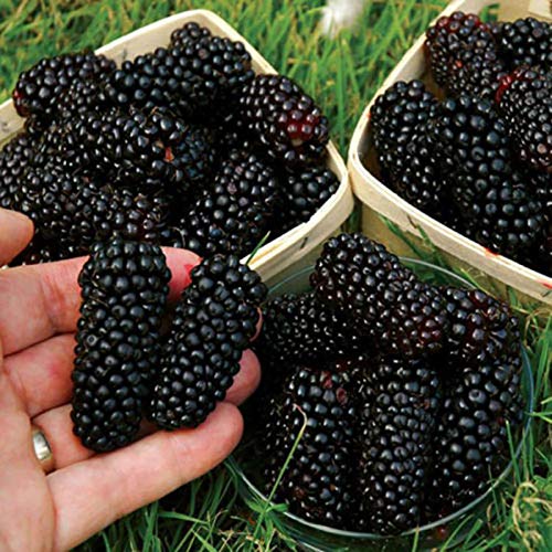 Benoon Schwarze Himbeersamen, 200 Stück/Beutel Schwarze Himbeersamen Süße Nahrhafte Köstliche Schwarze Himbeerfruchtsamen Für Den Haushalt Blackberry Seeds # von Benoon