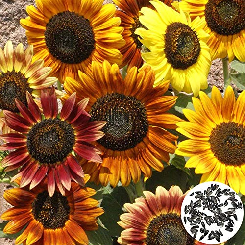 Benoon Sonnenblumenkerne, 100 Stück/Beutel Sonnenblumenkerne Duftende, Schnell Wachsende Mischfarben Mischfarben Helianthus Annuus Blumensamen Für Den Garten Sonnenblumenkerne von Benoon