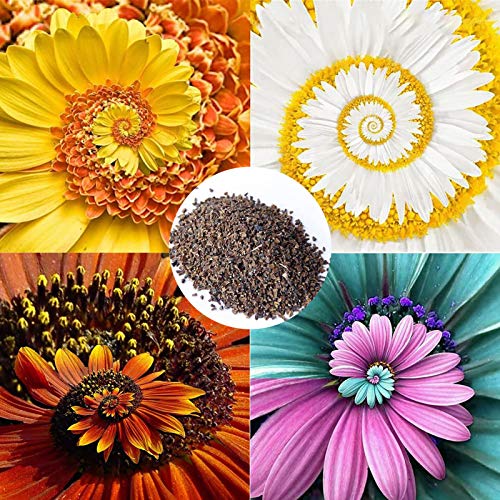 Benoon Spiral Chrysanthemum Seeds, 1 Beutel Spiral Chrysanthemum Seeds Seltene Dekorative Neuartige Wunderblumenkerne Für Den Garten Mixed Color Miracle Daisy Seeds von Benoon