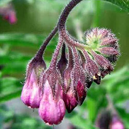 Benoon Symphytum Officinale Seeds, 50 Stück/Beutel Symphytum Officinale Seeds Voller Vitalität Leicht Zu Kultivierende Grüne Pflanze Natürliche Symphytum Officinale Sämlinge Für Yard Samen von Benoon