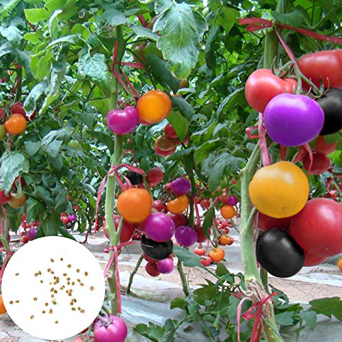 Benoon Tomatensamen.100Pcs / Beutelsamen Trockenheitstolerante Obstsalate Frische, Nicht Gentechnisch Veränderte Gartensamen Für Den Garten Seltene Tomatensamen von Benoon