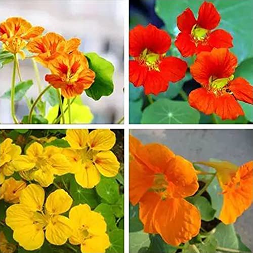 Benoon Tropaeolum Seeds, 50 Stück/Beutel Tropaeolum Seeds Harvest Jährliche Bonsai-Kapuzinerkresse-Samen Für Den Balkon Mischfarbe Kapuzinerkresse-Samen von Benoon