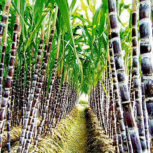 Benoon Zuckerrohrsamen, 100 Stück/Beutel Zuckerrohrsamen Sukkulenten Essbar Hoher Zuckergehalt Lecker Zuckerrohrsamen Für Die Landwirtschaft Zuckerrohrsamen von Benoon