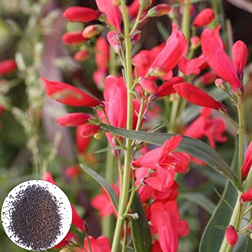 Blumensamen, 100 Stück/Beutel, Blumensamen, mehrjährig, verschönernd, dürrebeständig, einfach zu pflanzen, schöne Penstemon-Samen, Hofdekoration – rot von Benoon