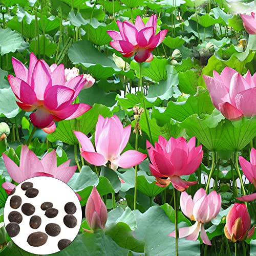 Blumensamen, 20 Stück Blumensamen, einfache Keimung, trockenheitstolerant, frischer Lotus, Blumensamen, Wasserpflanzensamen für den Außenbereich – Pink von Benoon