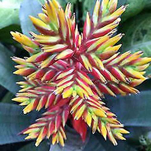 Bromelien-Samen, Kaktus, Sukkulenten, für Zuhause, Garten, Bonsai, Hof, Zierpflanze, rot, gelb, Bromelie, Sukkulenten, Samen für Frauen, Männer, Kinder, Anfänger, Gärtner, Geschenk, 100 Stück von Benoon