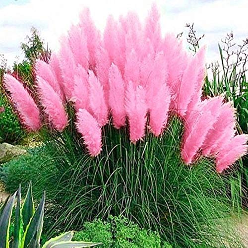 Cortaderia Selloana Samen Pampasgras Garten Zierpflanze Home Decor Pink Cortaderia Selloana Samen für Frauen, Männer, Kinder, Anfänger, Gärtner Geschenk von Benoon