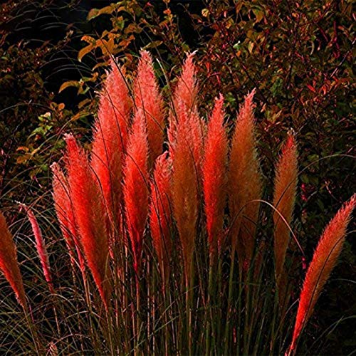 Cortaderia Selloana Samen Pampasgras Home Garden Balkon Bonsai Dekor Red Cortaderia Selloana Samen für Frauen, Männer, Kinder, Anfänger, Gärtner Geschenk von Benoon