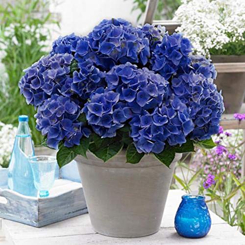 Hortensiensamen, Blumen, Pflanzen, Zuhause, Büro, Ornament, Garten, Bonsai, Dekoration, dunkelblau, Hortensien, Samen für Frauen, Männer, Kinder, Anfänger, Gärtner, Geschenk, 20 Stück von Benoon