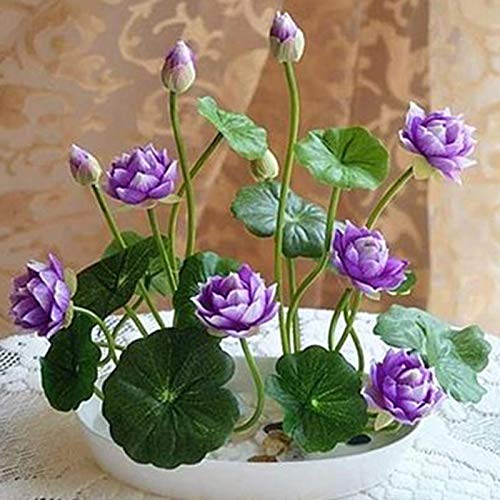 Lotus-Samen, Bonsai-Pflanzen, für Zuhause, Garten, Hydrokultur-Pflanze, Blumen-Dekor, lila, 10 Schalen, Lotus-Samen für Frauen, Männer, Kinder, Anfänger, Gärtnergeschenk von Benoon