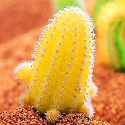 Mini-Kaktus-Samen, einfach zu kultivieren, gelb, für den Schreibtisch, Bonsai, Samen für Balkon, Kaktus, für Frauen, Männer, Kinder, Anfänger, Gärtner, Geschenk, 50 Stück von Benoon
