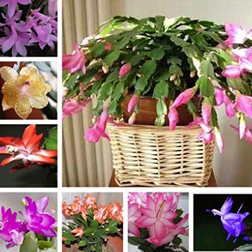 Schlumbergera-Samen, Kaktus-Blumentopf, Bonsai, Garten, reinigende Luftpflanze, Schlumbergera-Samen für Frauen, Männer, Kinder, Anfänger, Gärtner, Geschenk, 20 Stück von Benoon