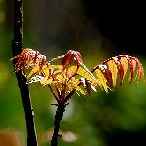 Toona Sinensis Chinesische Mahagoni Toon Samen, rotes Öl, für Damen, Herren, Kinder, Anfänger, Gärtner, Geschenk, 40 Stück von Benoon