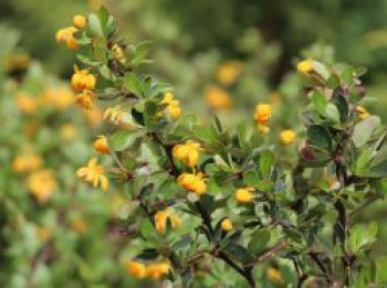 Grüne Polster-Berberitze 'Nana', 20-30 cm, Berberis buxifolia 'Nana', Containerware von Berberis buxifolia 'Nana'