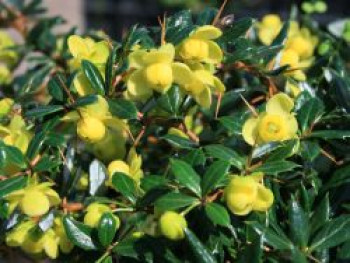 Immergrüne Kugelberberitze 'Amstelveen', 10-20 cm, Berberis frikartii 'Amstelveen', Topfware von Berberis frikartii 'Amstelveen'